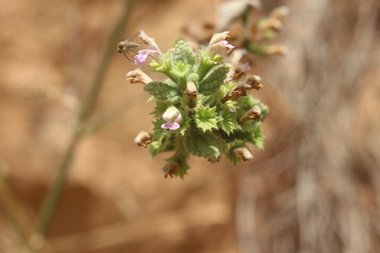 Melissa officinalis L.
