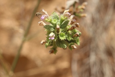 Melissa officinalis L.