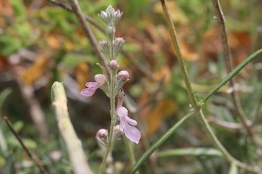 Teucrium creticum L.