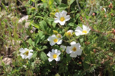 Cistus salviifolius L.