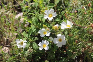 Cistus salviifolius L.
