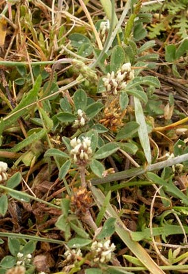 Trifolium scabrum L.