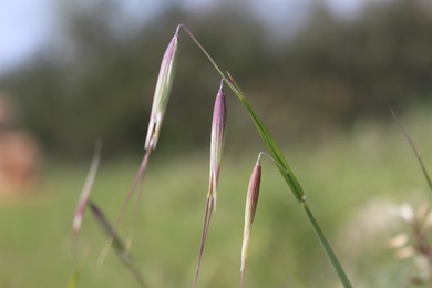 Avena barbata Pott ex Link