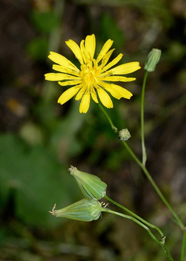 Crepis palaestina (Boiss.) Bornm.
