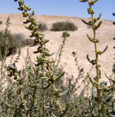 Suaeda asphaltica (Boiss.) Boiss.