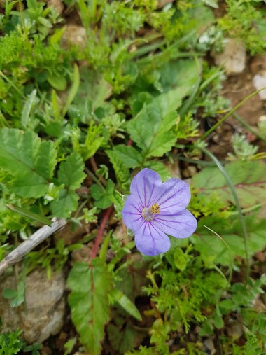 Erodium gruinum (L.) L'Hér.
