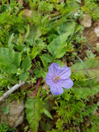 Erodium gruinum (L.) L'Hér.