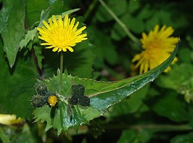 Sonchus oleraceus L.