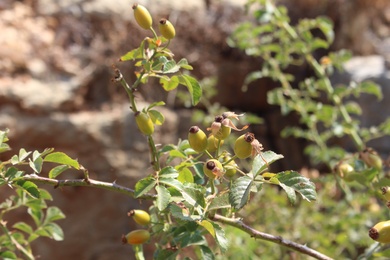 Rosa canina L.
