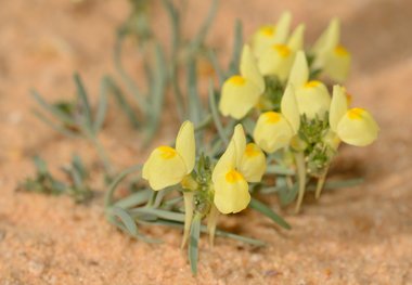 Linaria haelava (Forssk.) Delile