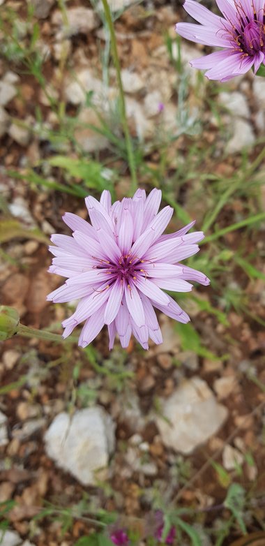 Pseudopodospermum papposum (DC.) Zaika, Sukhor. & N.Kilian