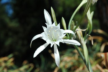 Pancratium maritimum L.