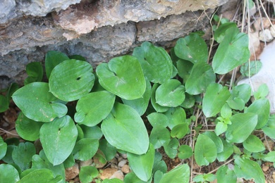 Arisarum vulgare O.Targ.Tozz.