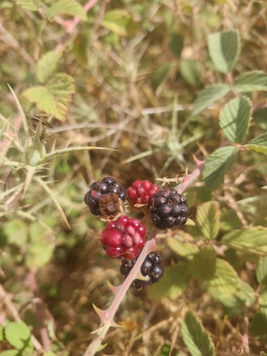 Rubus sanctus Schreb.