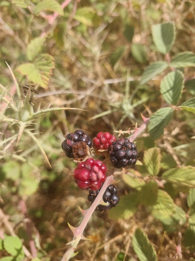 Rubus sanctus Schreb.