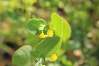Lathyrus aphaca L.