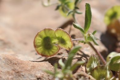 Anthyllis circinnata (L.) D.D.Sokoloff