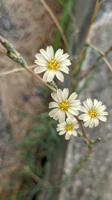 Lactuca saligna L.