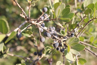 Phillyrea latifolia L.