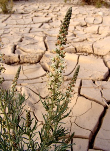 Reseda muricata J.Presl