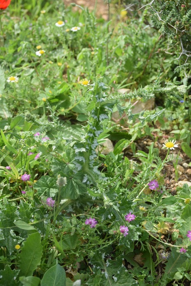 Carduus argentatus L.