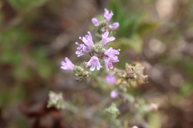 Thymbra capitata (L.) Cav.