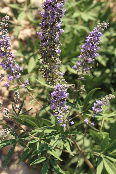 Vitex agnus-castus L.