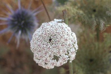 Daucus carota subsp. maximus (Desf.) Ball