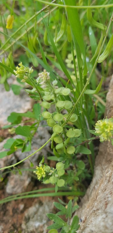 Alyssum strigosum Banks & Sol.