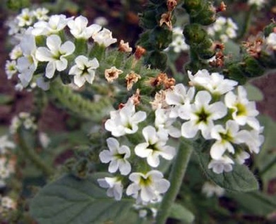 Heliotropium europaeum L.