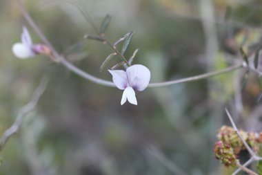 Vicia peregrina L.