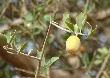 Balanites aegyptiaca (L.) Delile