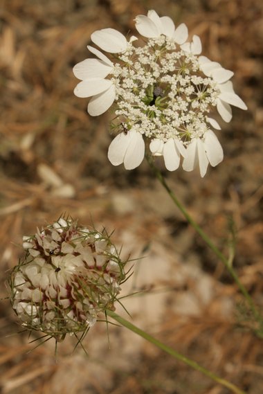 Artedia squamata L.