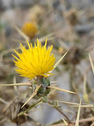 Centaurea hyalolepis Boiss.