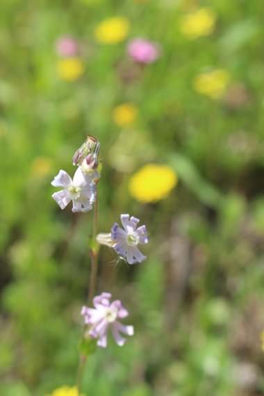 Silene colorata Poir.