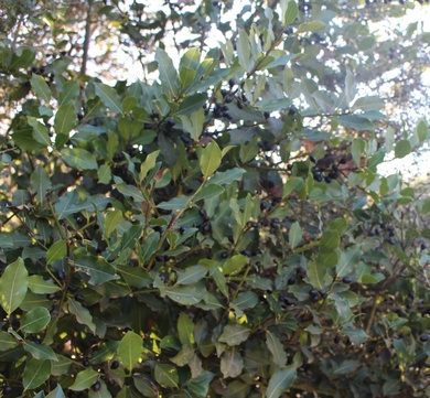 Laurus nobilis L.