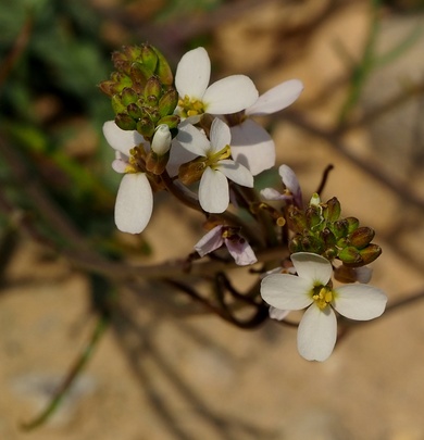 Erucaria pinnata (Viv.) Täckh. & Boulos