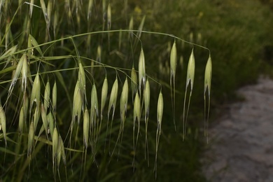 Avena sterilis L.
