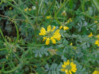 Coronilla securidaca L.