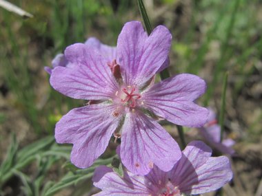 Geranium tuberosum L.