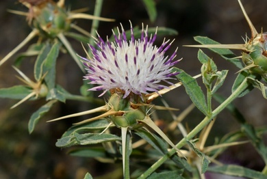 Centaurea iberica Trevis. ex Spreng.
