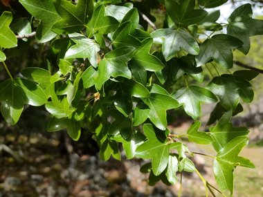 Acer monspessulanum L.