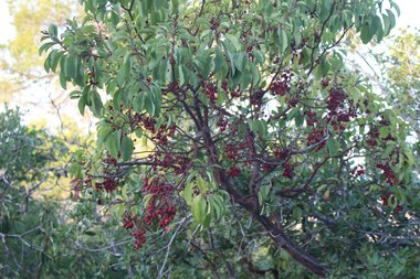 Arbutus andrachne L.