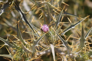 Picnomon acarna (L.) Cass.