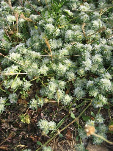 Paronychia argentea Lam.