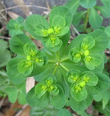Euphorbia helioscopia L.