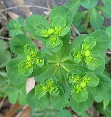 Euphorbia helioscopia L.