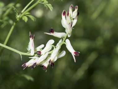 Fumaria capreolata L.