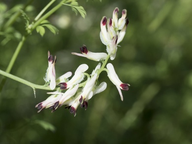 Fumaria capreolata L.