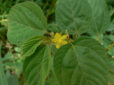 Corchorus olitorius L.